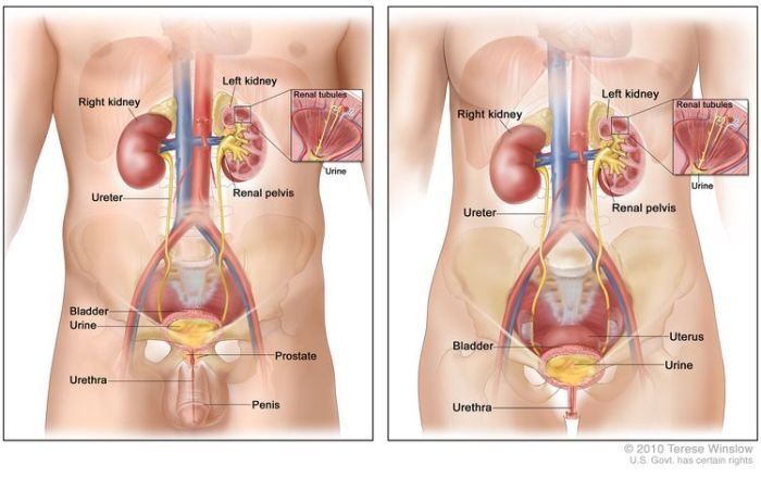 Bladder Cancer Breakdown: Symptoms, Causes, and the Latest Treatments"